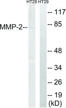Anti-MMP-2 antibody produced in rabbit affinity isolated antibody