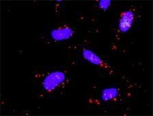 Monoclonal Anti-MAP2K5 antibody produced in mouse clone 1E5, purified immunoglobulin, buffered aqueous solution