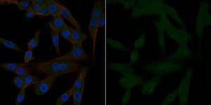 Anti-PP2A, C subunit Antibody, clone 1D6, Alexa Fluor&#8482; 488 Conjugate clone 1D6, from mouse, ALEXA FLUOR&#8482; 488