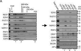 Anti-REST Antibody Upstate&#174;, from rabbit