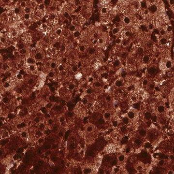 Monoclonal Anti-ARG1 antibody produced in mouse Prestige Antibodies&#174; Powered by Atlas Antibodies, clone CL0186, purified immunoglobulin, buffered aqueous glycerol solution