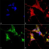 Monoclonal Anti-HCN4 antibody produced in mouse clone S114-10, 1&#160;mg/mL, purified immunoglobulin