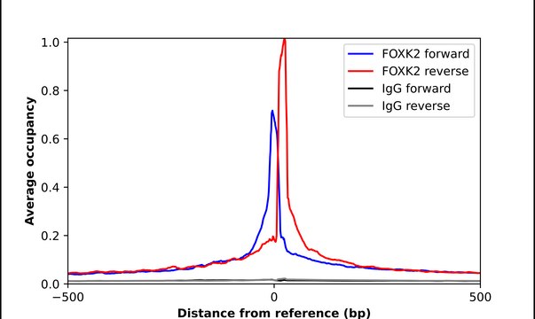 Anti-FOXK2 antibody produced in rabbit Prestige Antibodies&#174; Powered by Atlas Antibodies, affinity isolated antibody, buffered aqueous glycerol solution