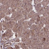 Anti-FAM96B antibody produced in rabbit Prestige Antibodies&#174; Powered by Atlas Antibodies, affinity isolated antibody, buffered aqueous glycerol solution