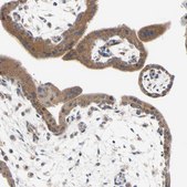 Anti-MCL1 antibody produced in rabbit Prestige Antibodies&#174; Powered by Atlas Antibodies, affinity isolated antibody, buffered aqueous glycerol solution