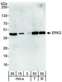 Rabbit anti-ERK2 Antibody, Affinity Purified Powered by Bethyl Laboratories, Inc.