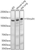 Anti-Vinculin Antibody, clone 9I3Y8, Rabbit Monoclonal