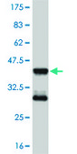 Monoclonal Anti-MEF2D antibody produced in mouse clone 3A11, purified immunoglobulin, buffered aqueous solution