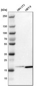 Anti-ARPC3 antibody produced in rabbit Prestige Antibodies&#174; Powered by Atlas Antibodies, affinity isolated antibody, buffered aqueous glycerol solution