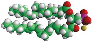 18:0-20:4 PA 1-stearoyl-2-arachidonoyl-sn-glycero-3-phosphate (sodium salt), chloroform