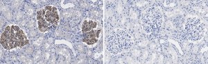 Anti-ZO-1 Antibody, clone 4E14 ZooMAb® Rabbit Monoclonal recombinant, expressed in HEK 293 cells