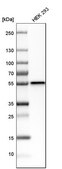 Anti-DTNBP1 antibody produced in rabbit Prestige Antibodies&#174; Powered by Atlas Antibodies, affinity isolated antibody, buffered aqueous glycerol solution, ab3