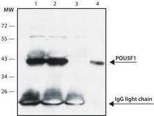 Monoclonal Anti-POU5F1 (Oct4) antibody produced in mouse ~1.0&#160;mg/mL, clone PF-29, purified immunoglobulin, buffered aqueous solution
