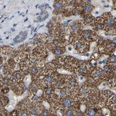 Anti-GCC1 antibody produced in rabbit Prestige Antibodies&#174; Powered by Atlas Antibodies, affinity isolated antibody, buffered aqueous glycerol solution