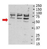 Anti-SRC, (N-terminal) antibody produced in rabbit affinity isolated antibody