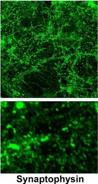 Anti-Synaptophysin antibody produced in rabbit affinity isolated antibody