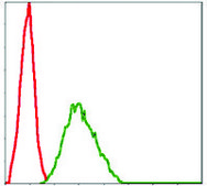 Monoclonal Anti-NQO1 antibody produced in mouse clone 4D12, ascites fluid