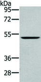 Anti-WASF2 affinity isolated antibody