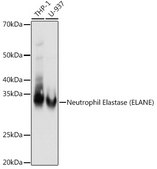 Anti-Neutrophil Elastase (ELANE) Antibody, clone 8X4E6, Rabbit Monoclonal