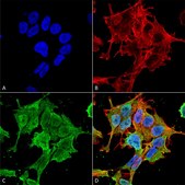 Monoclonal Anti-Glun2A/Nr2A - Biotin antibody produced in mouse clone S327-95, purified immunoglobulin