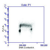 Rabbit anti-PCNA Antibody, Affinity Purified Powered by Bethyl Laboratories, Inc.