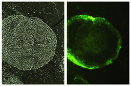 Anti-Stage-Specific Embryonic Antigen-1 Antibody, clone MC-480 clone MC-480, Chemicon&#174;, from mouse