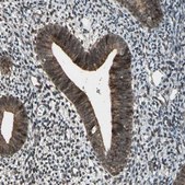 Anti-COPS5 antibody produced in rabbit Prestige Antibodies&#174; Powered by Atlas Antibodies, affinity isolated antibody, buffered aqueous glycerol solution