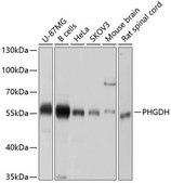 Anti-PHGDH antibody produced in rabbit