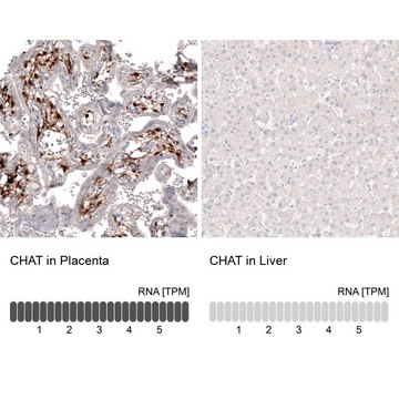 Monoclonal Anti-CHAT antibody produced in mouse Prestige Antibodies® Powered by Atlas Antibodies, clone CL3173, purified immunoglobulin, buffered aqueous glycerol solution