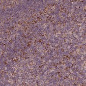 Anti-G3BP1 antibody produced in rabbit Prestige Antibodies&#174; Powered by Atlas Antibodies, affinity isolated antibody, buffered aqueous glycerol solution