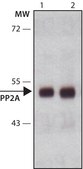 Anti-PP2A subunit B isoform PR55-&#945; antibody, Mouse monoclonal clone 2G9, purified from hybridoma cell culture