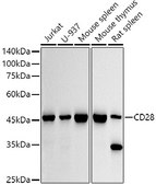 Anti-CD28 Antibody, clone 5G1C8, Rabbit Monoclonal