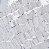 Anti-IQGAP1 antibody produced in rabbit Prestige Antibodies&#174; Powered by Atlas Antibodies, affinity isolated antibody, buffered aqueous glycerol solution