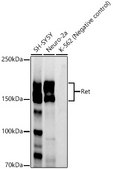 Anti-Ret Antibody, clone 3U8T6, Rabbit Monoclonal