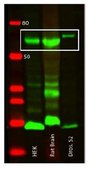 Anti-AMPK alpha 1/2 Antibody, clone 34.2 clone 34.2, from mouse