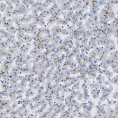 Anti-ABCB11 antibody produced in rabbit Prestige Antibodies&#174; Powered by Atlas Antibodies, affinity isolated antibody, buffered aqueous glycerol solution