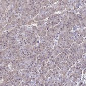 Anti-SYNCRIP antibody produced in rabbit Prestige Antibodies&#174; Powered by Atlas Antibodies, affinity isolated antibody, buffered aqueous glycerol solution
