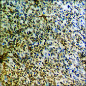 Anti-phospho-Catenin-&#946; (pSer37) antibody produced in rabbit affinity isolated antibody