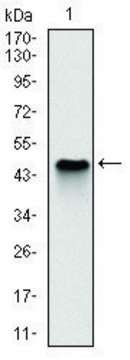 Monoclonal Anti-NQO1 antibody produced in mouse clone 1A11, ascites fluid