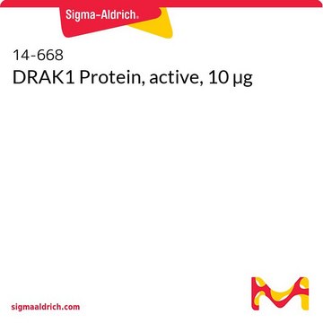 DRAK1 Protein, active, 10 µg