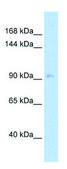 Anti-NEDD9 antibody produced in rabbit affinity isolated antibody