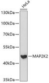 Anti-MAP2K2 antibody produced in rabbit