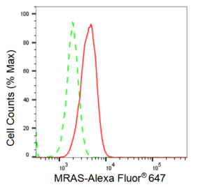 KD-Validated Anti MRAS Antibody, clone 23GB2150, Rabbit Monoclonal clone 23GB2150, recombinant rabbit monoclonal, expressed in HEK293 cells