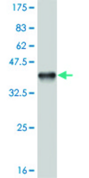 Monoclonal Anti-OLIG1 antibody produced in mouse clone 3B3, purified immunoglobulin, buffered aqueous solution
