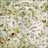 Anti-phospho-Tau (pSer235) antibody produced in rabbit affinity isolated antibody