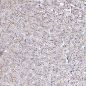 Anti-MAN1A1 antibody produced in rabbit Prestige Antibodies&#174; Powered by Atlas Antibodies, affinity isolated antibody, buffered aqueous glycerol solution