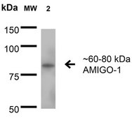 Monoclonal Anti-Glua1/Glur1 - Fitc antibody produced in mouse clone S355-1, purified immunoglobulin