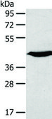 Anti-KCNK3 affinity isolated antibody