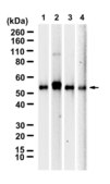 Anti-PLVAP Antibody, clone 3K18 ZooMAb&#174; Rabbit Monoclonal recombinant, expressed in HEK 293 cells