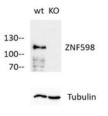 Anti-ZNF598 Antibody, clone 3N7, ZooMAb&#174; Rabbit Monoclonal recombinant, expressed in HEK 293 cells